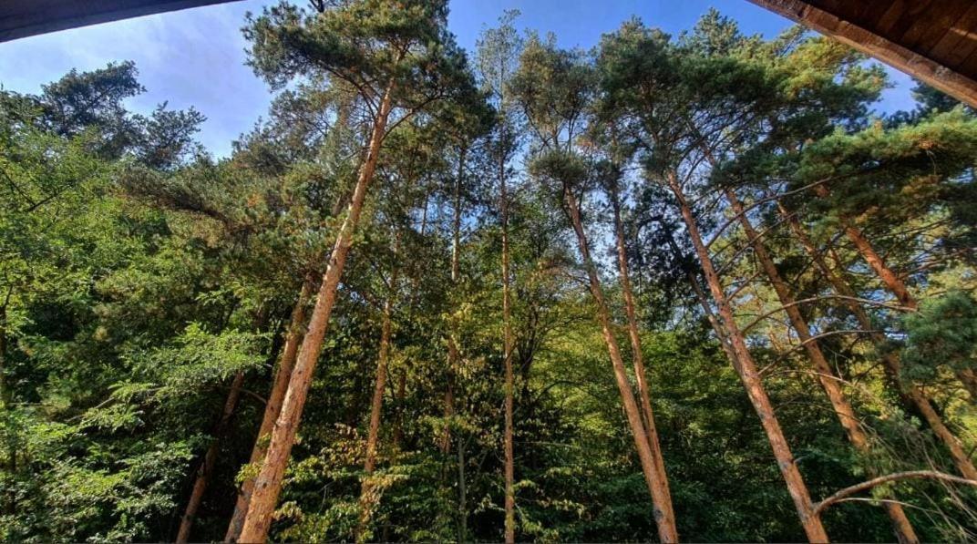 Pensiunea Bety Tutulesti Exterior foto